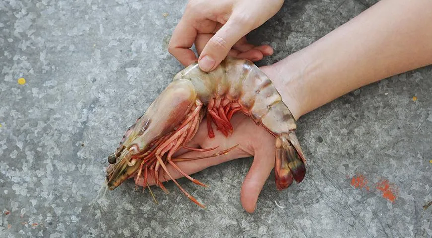 Typ, cena a způsob vaření závisí na „kalibru“ krevet